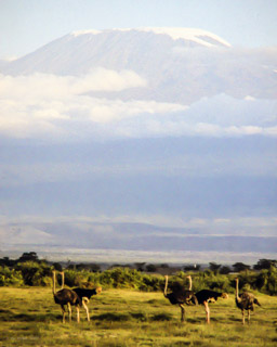 5895 m Höhe über dem Meeresspiegel das höchste Bergmassiv Afrikas
