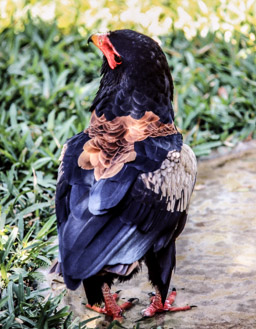 Gaugler  (Terathopius)  oder auch Schlangenadler