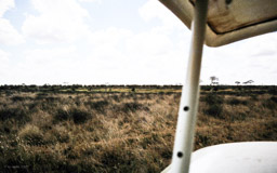 hier sind 678 Elefanten zu sehen !