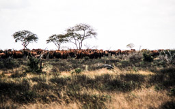 es waren ca. 1.000 Elefanten,  sagte der Guide