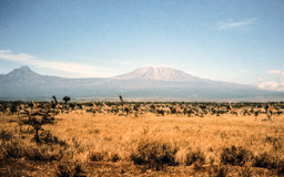 Iim Amboseli NP