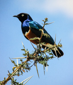 Dreifarben-Glanzstar   (Lamprotornis superbus)