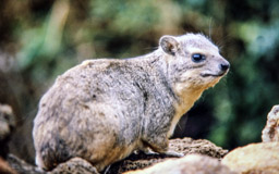 Klippdachs   (Procavia capensis)