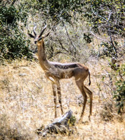 Giraffengazelle  (Litocranius walleri), auch Gerenuk genannt