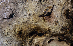 eine von rund 900 Fledermaus(Microchiroptera ) - Arten